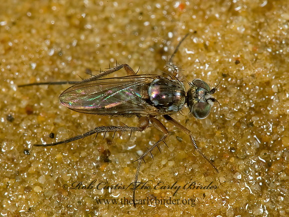 Pelastoneurus vagans  LONGLEGGED FLY  5014380z