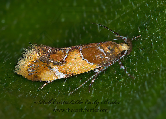 Epicallima argenticinctella ORANGE-HEADED EPICALLIMA 6010474z