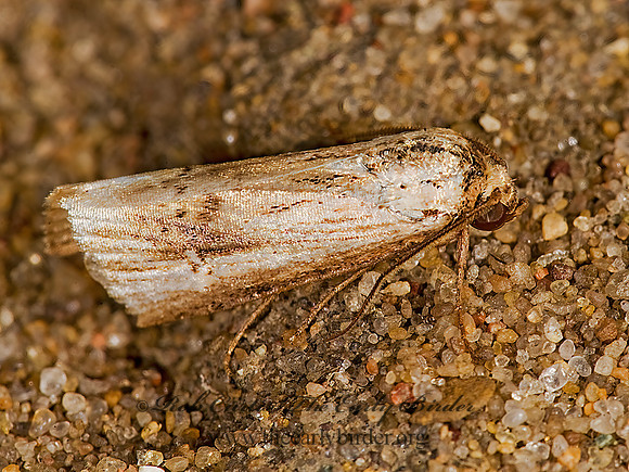 Crambodes talidiformis  VERBENA MOTH  8008518z