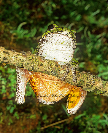 Dryphytes versicolor  GRAY TREEFROG 208315 z
