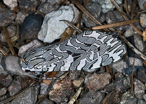 Arachnis picta  PAINTED TIGER MOTH 7010082z