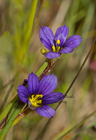 Sisyrinchium angustifolium   BLUE-EYED GRASS 9033333z