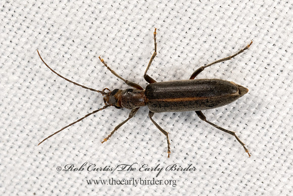 Asclerini  FALSE BLISTER BEETLE 3038941z