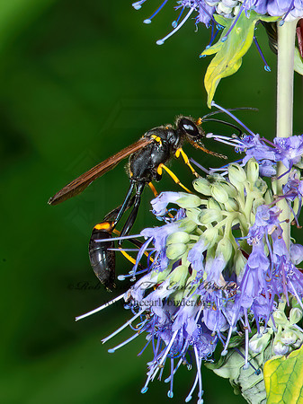 Sceliphron caementarium 9014302z