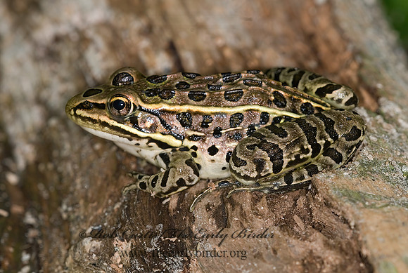 Lithobates pipiens  NORTHERN LEOPARD FROG 6008892 z
