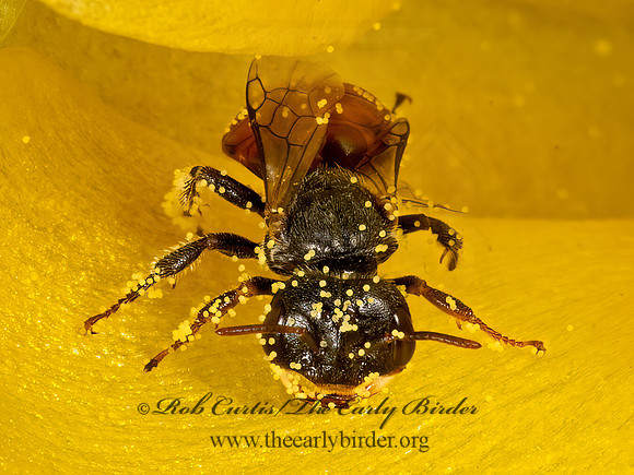 Macrotera  GOBLIN BEE 3035885z