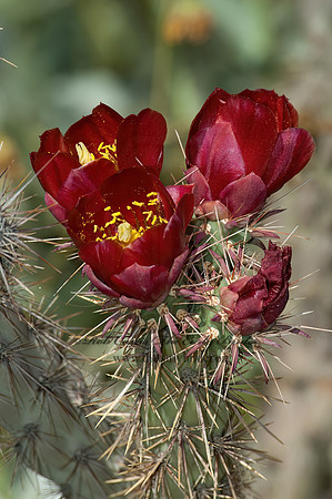 Opuntia  PRICKLY-PEAR 5005641z