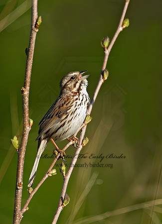 Melospiza melodia  SONG SPARROW 7014486z