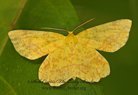 Xanthotype attenuaria CROCUS GEOMETER 8007602z