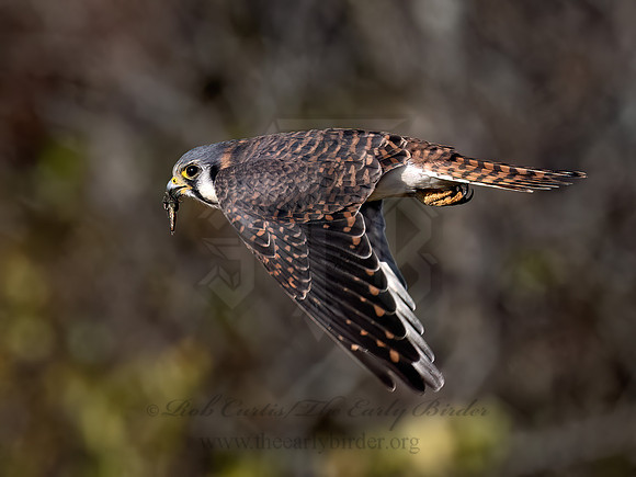 Falco sparverius AMERICAN KESTREL 9092146z