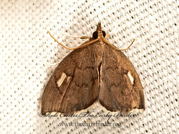 Perispasta caeculalis  PYRAUSTINAE PYRALID MOTH 9048412z