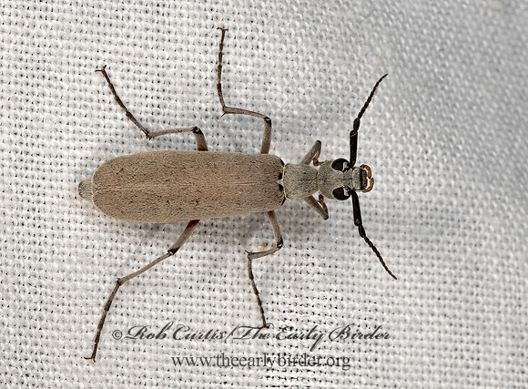 Epicauta (Macrobasis) polingi  BLISTER BEETLE 3038938z