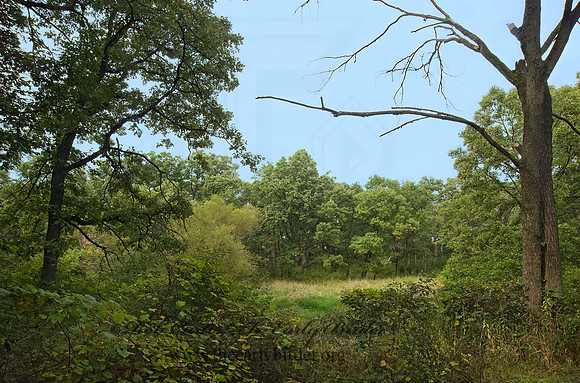 FOREST VIEW 8018385z