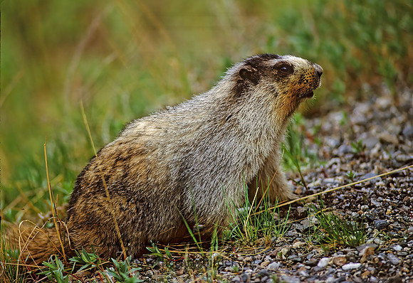 Marmota calligata  HOARY MARMOT 240716z