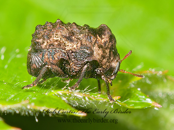 Neochlamisus  WARTY LEAF BEETLE 3013348z