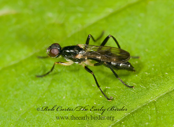Cordilura varipes  DUNG FLY 8014205z