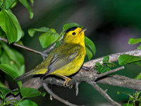 Cardellina pusilla WILSON'S WARBLER 6006253z