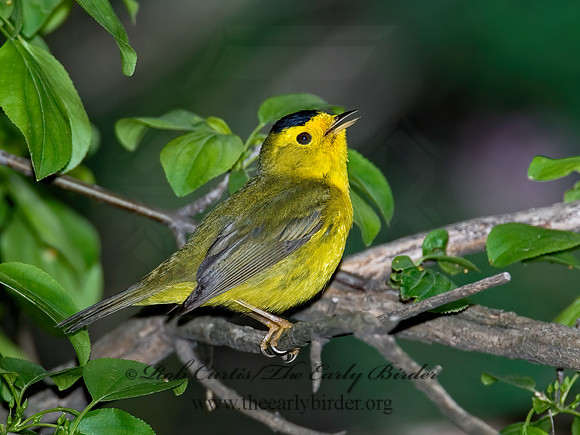 Cardellina pusilla  WILSON'S WARBLER 6006253z