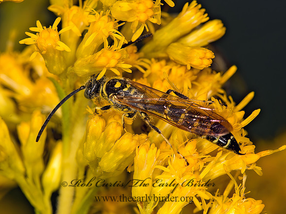 Myzinum  THYNNID WASP9053320z