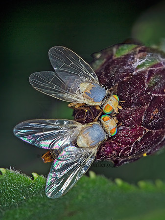 Neaspilota  FRUIT FLY6014015z