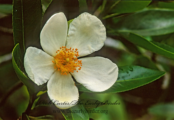 Gordonia lasianthus  LOBOLLY BAY 277005z