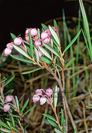 Andromeda polifolia  BOG-ROSEMARY 238326z