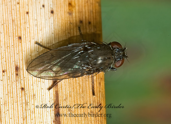 Notiphila (Dichaeta) caudata  SHORE FLY 5002502z