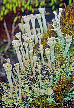 Cladonia pyxidata  FALSE PIXIE CUP 237319z