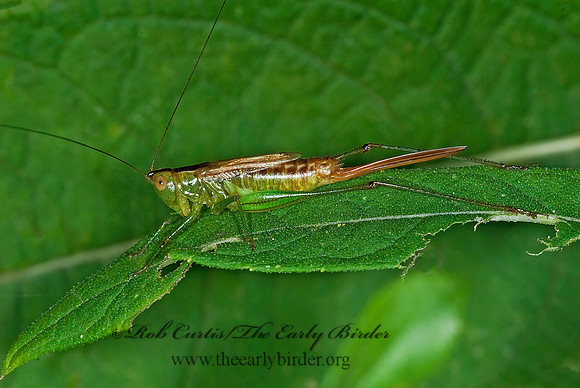 Conocephalus brevipennis  SHORT-WINGED MEADOW GRASSHOPPER  6014749z