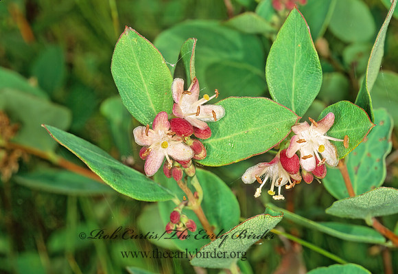 Symphoricarpos albus  COMMON SNOWBERRY 243609z