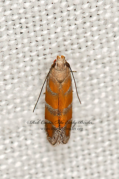 Battaristis vittella  ORANGE STRIPE-BACKED MOTH 9066376z