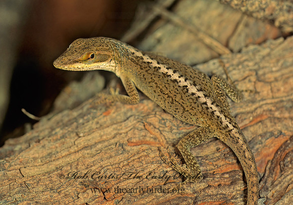 Anolis carolinensis  GREEN ANOLE 167914z