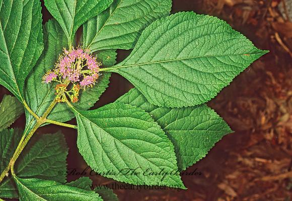 Callicarpa americana  BEAUTYBERRY 261626z