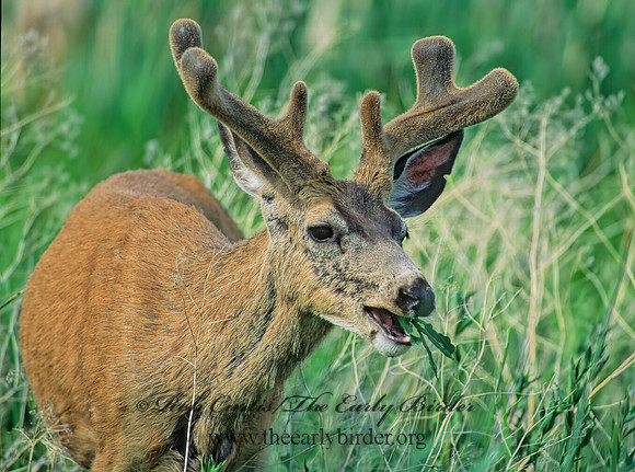 Odocoileus hemionus columbianus  COLUMBIAN BLACK-TAILED DEER 152429z