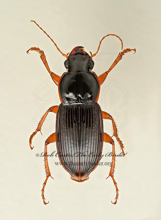 Harpalus (Pseudoophonus) 9019448 z