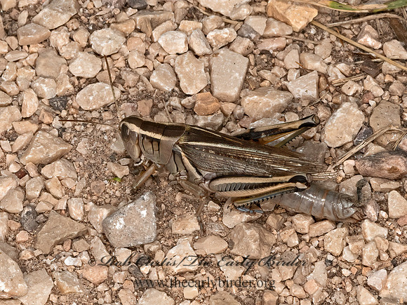 Melanoplus bivittatus  2-STRIPED GRASSHOPPER 3023717z