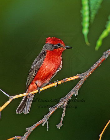 Pyrocephalus rubinus  VERMILION FLYCATCHER 92321Z