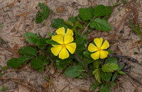 Crocanthemum carolinianum CAROLINA ROCKROSE 3028631z