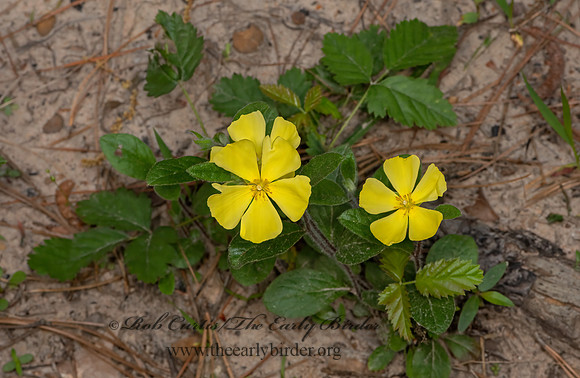 Crocanthemum carolinianum CAROLINA ROCKROSE 3028631z
