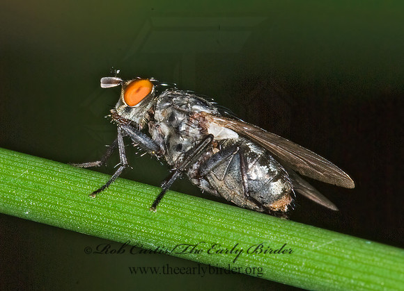 Sarcophagidae  FLESH FLY 6007605z