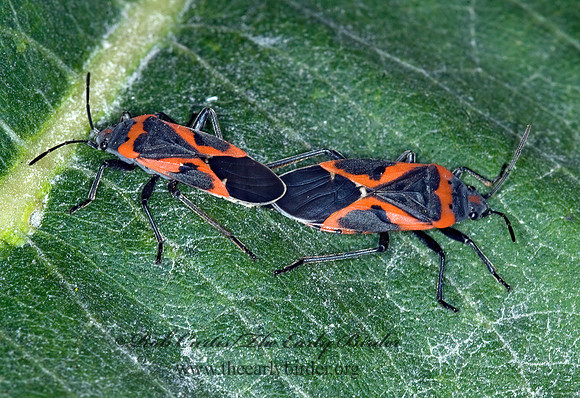 Lygaeus kalmii  SMALL MILKWEED BUG 6015417z