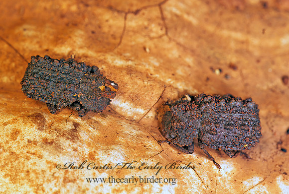 Bolitotherus cornutus  FORKED FUNGUS BEETLE 179531z