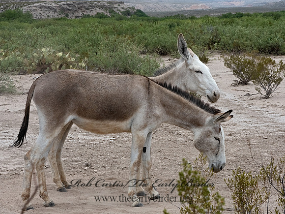 Equus asinus  DONKEY 3038232-z
