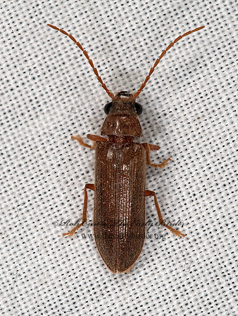 Anorus piceus  SOFT-BODIED PLANT BEETLE 8036389z