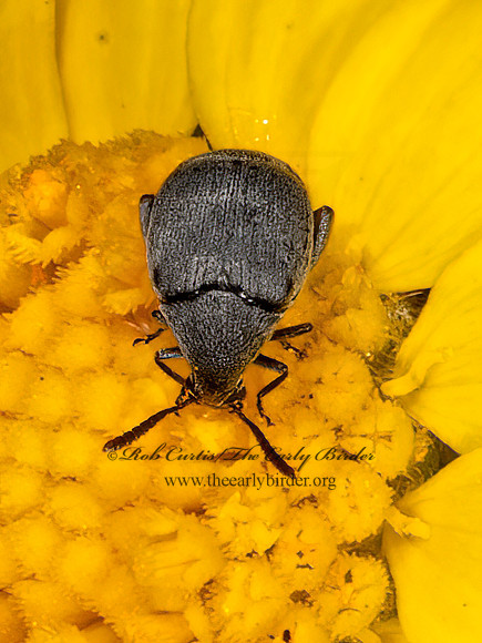 Acanthoscelides  BEAN WEEVIL 3035822z