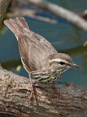 Parkesia noveboracensis  NORTHERN WATERTHRUSH 3007440z