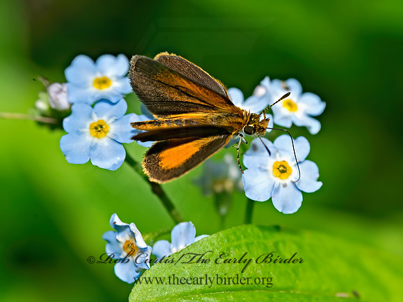 Ancyloxypha numitor - LEAST SKIPPER 9013786z