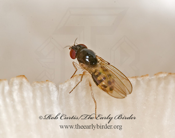 Mycodrosophila dimidiata  VINEGAR FLY 6011483z