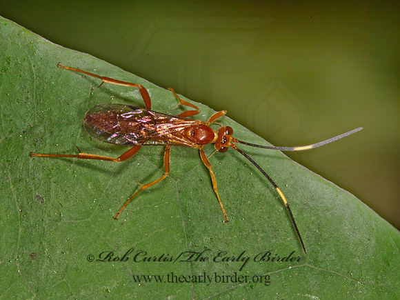 Ichneumonidae  ORANGE ICHNEUMON 9041453z