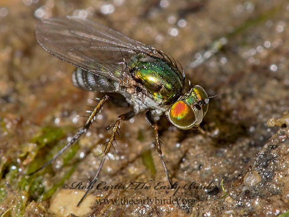 Dolichopus xanthocnemus, albiciliatus or setifer 9003367 z